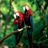 Почтовая открытка Попугаи в джунглях