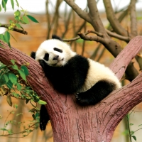 Почтовая открытка Сонная панда