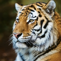 Почтовая открытка Амурский тигр
