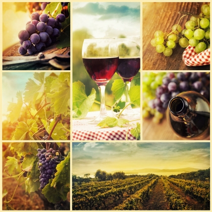 Почтовая открытка Виноградные плантации