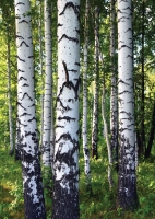 Почтовая открытка Берёзовый лес