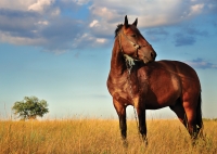 Почтовая открытка Лошадь в поле
